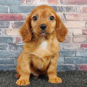 Cavalier King Charles Spaniel