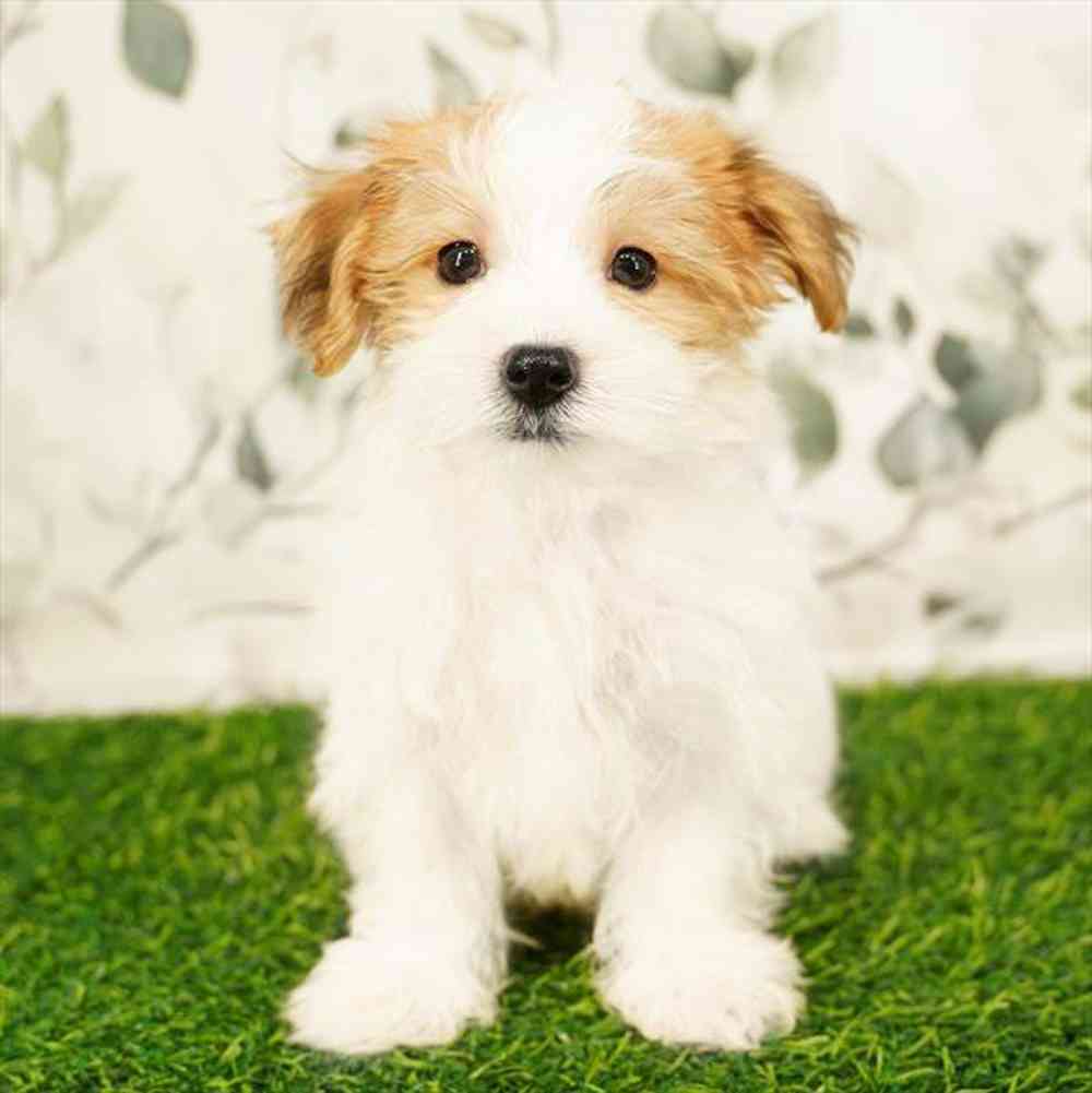 Image of a pet breed in the gallery