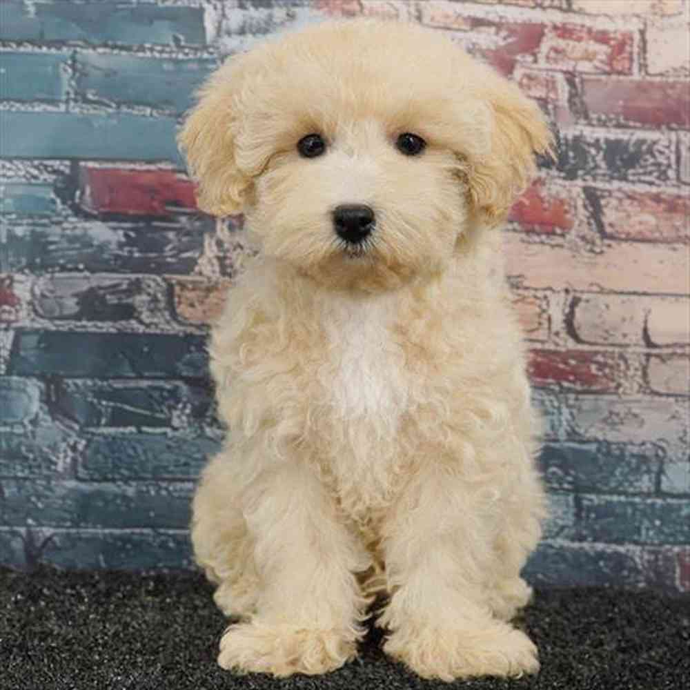 Image of a pet breed in the gallery