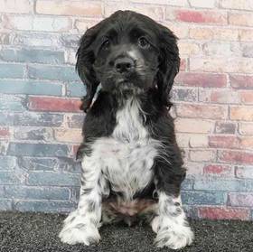 Cocker Spaniel