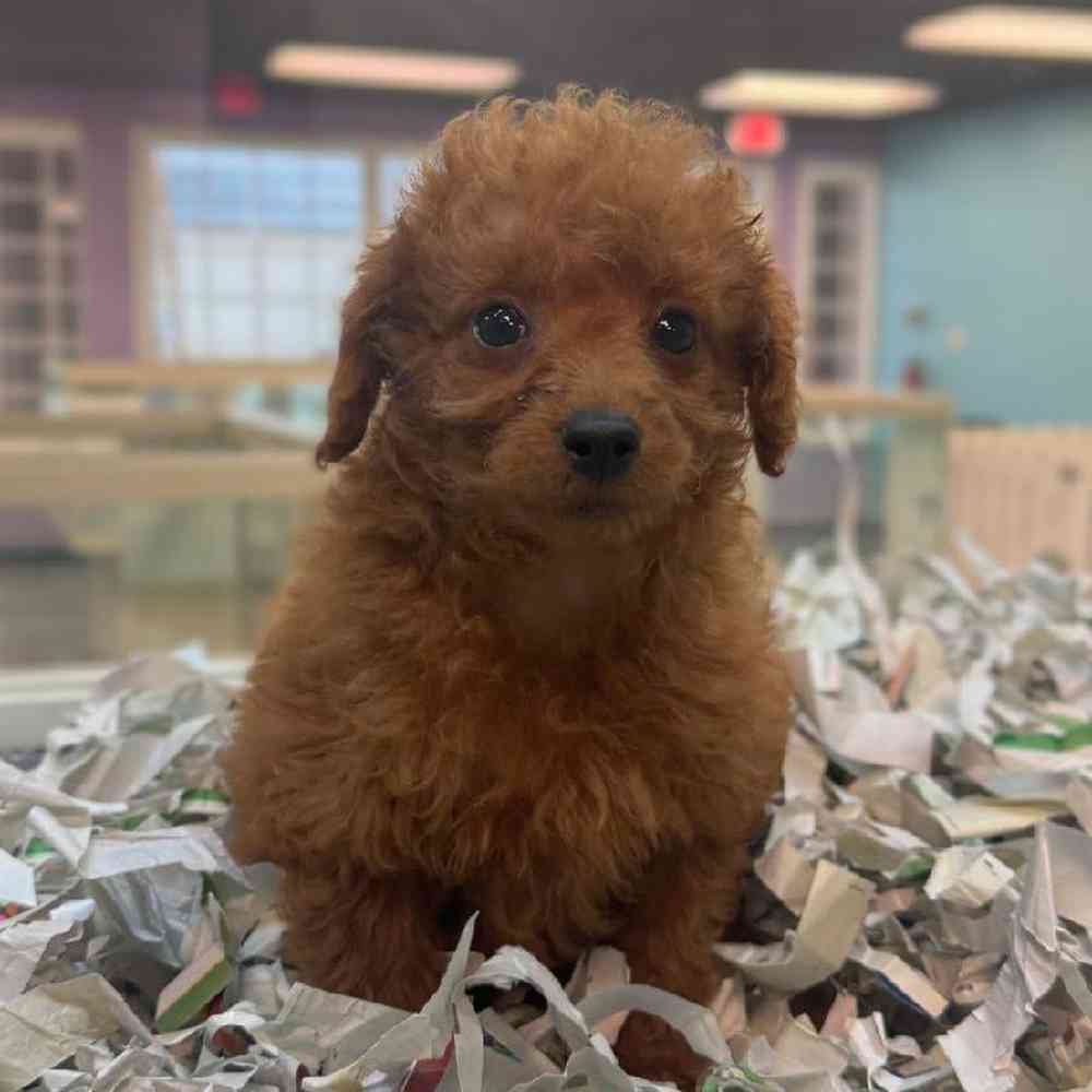 pet breed image