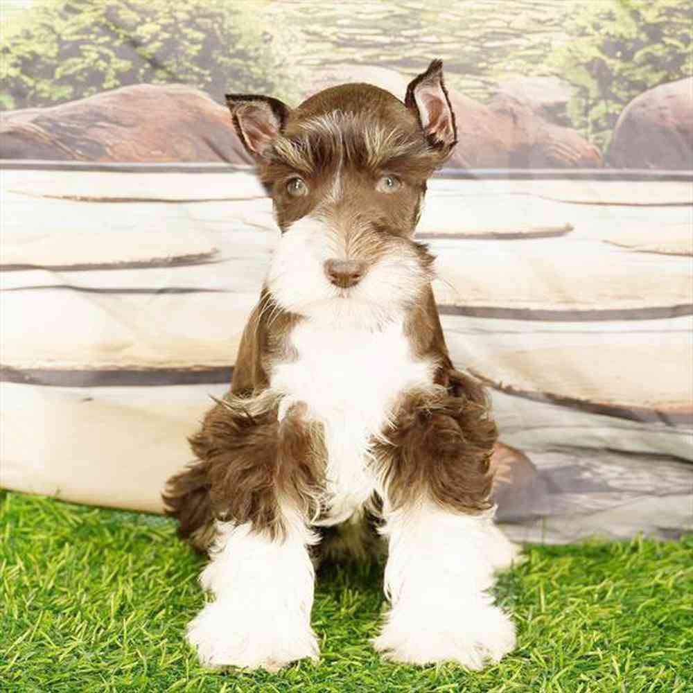pet breed image