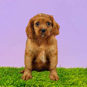 Cavalier King Charles Spaniel