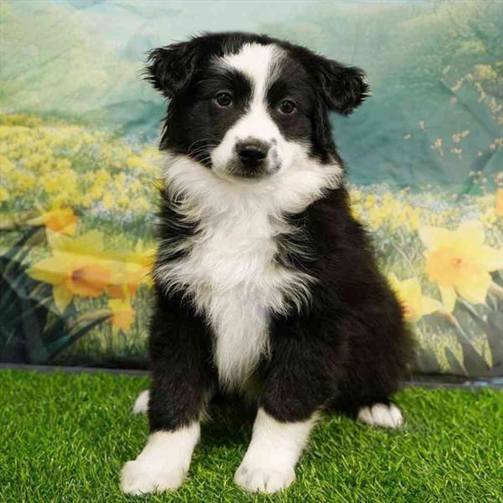Image of a pet breed in the gallery