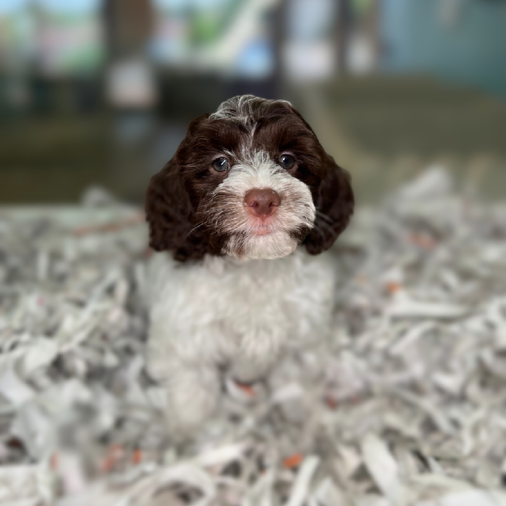 carousel pet images