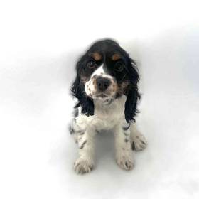 Cocker Spaniel