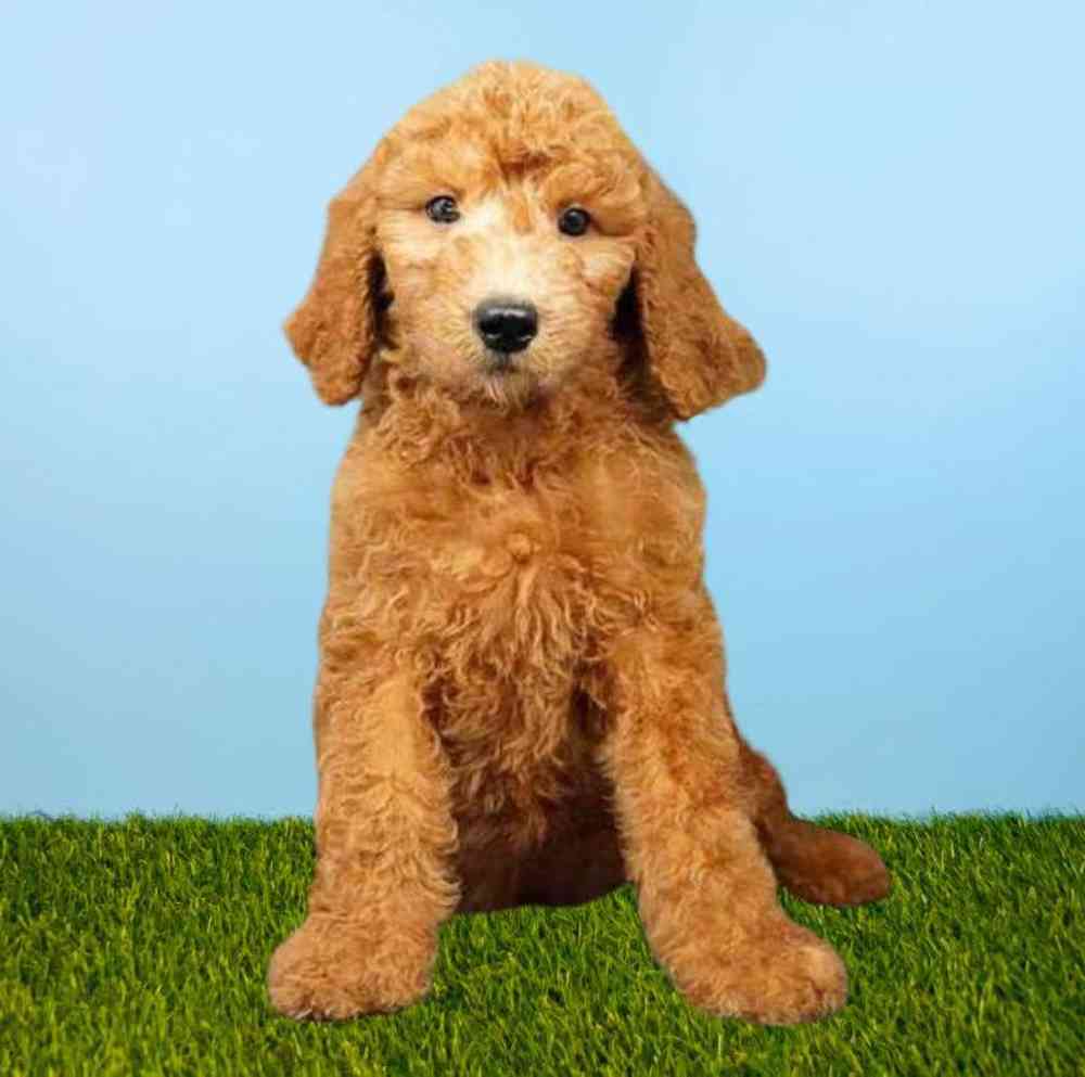carousel pet images