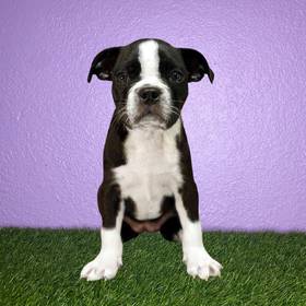 Boston Terrier