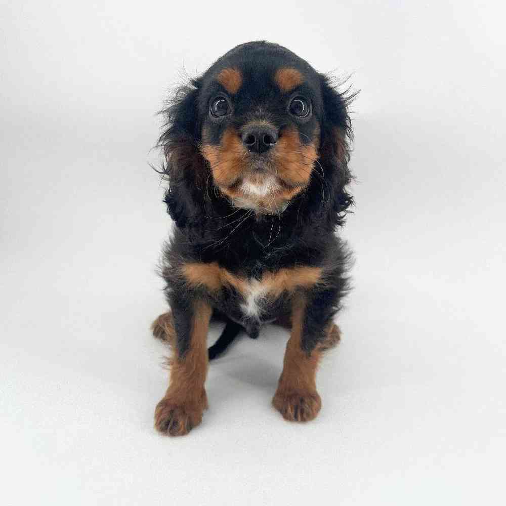 Image of a pet breed in the gallery