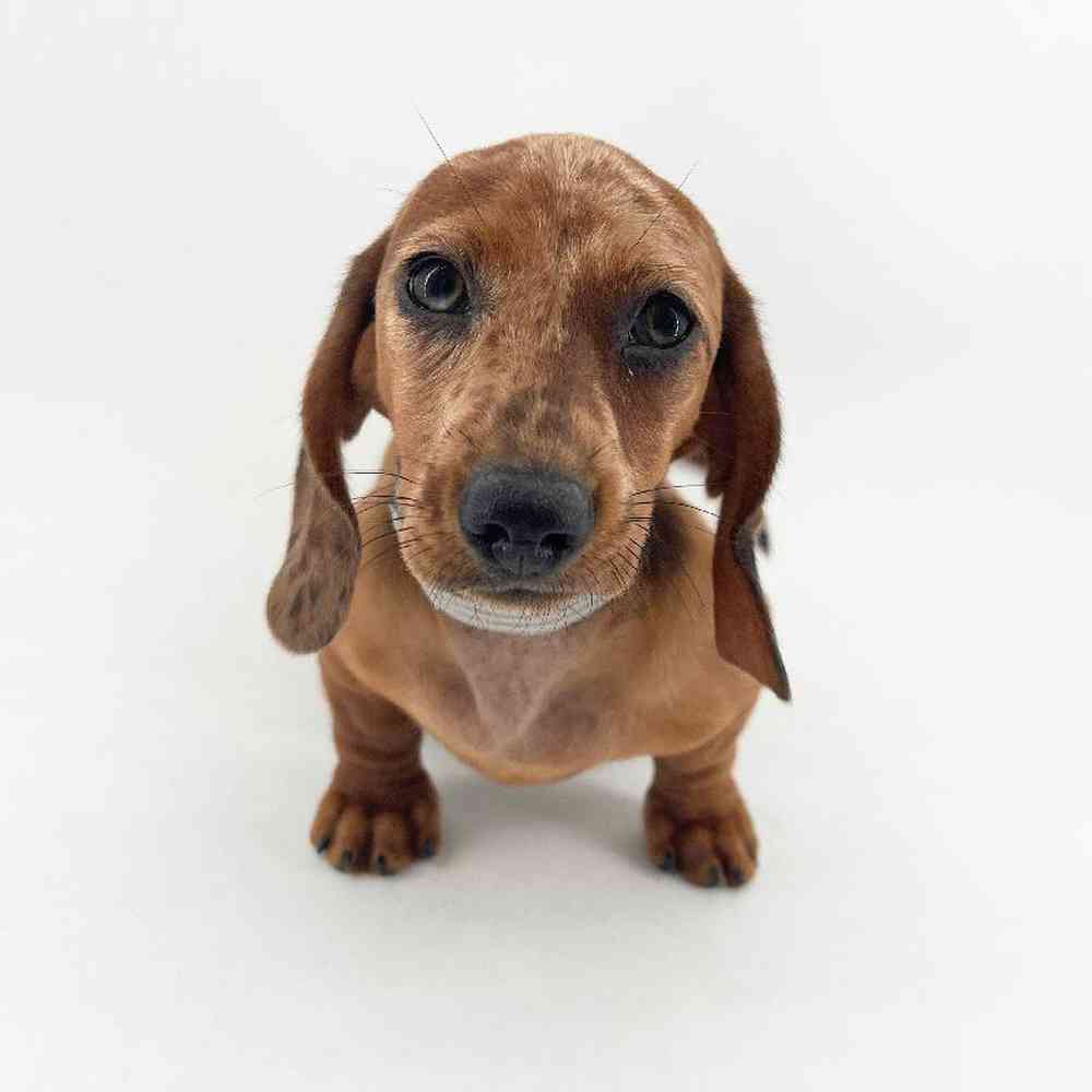 Image of a pet breed in the gallery