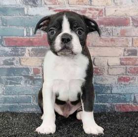Boston Terrier