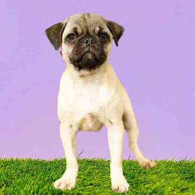 Pug