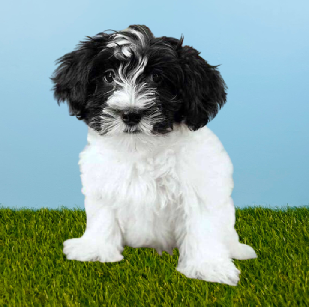 Male Havanese Puppy for Sale in Pasadena, TX