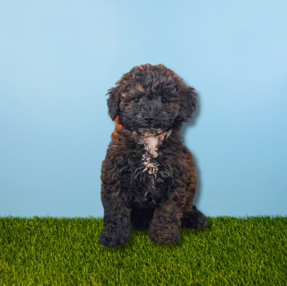Female Coton Poodle Puppy for Sale in Tolleson, AZ