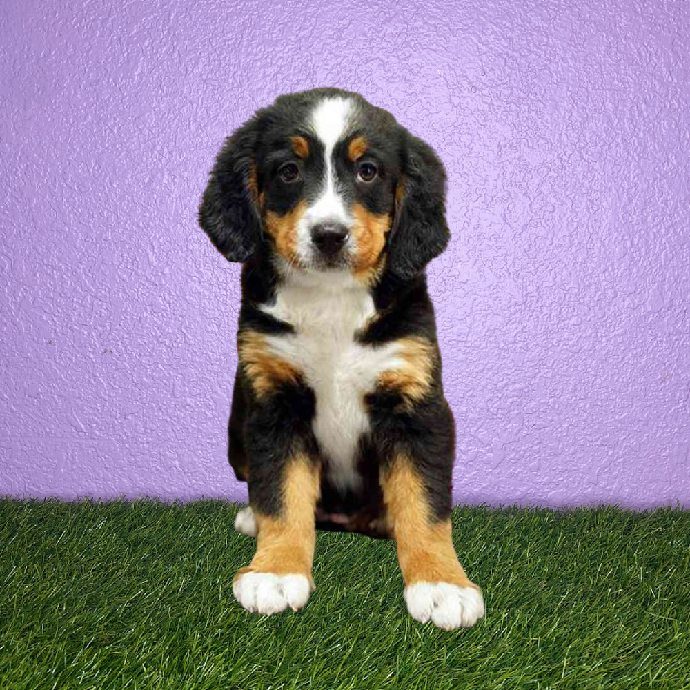 Female Bernese Mountain Dog Puppy for Sale in New Braunfels, TX