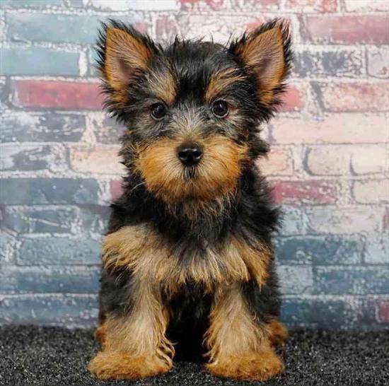Yorkie