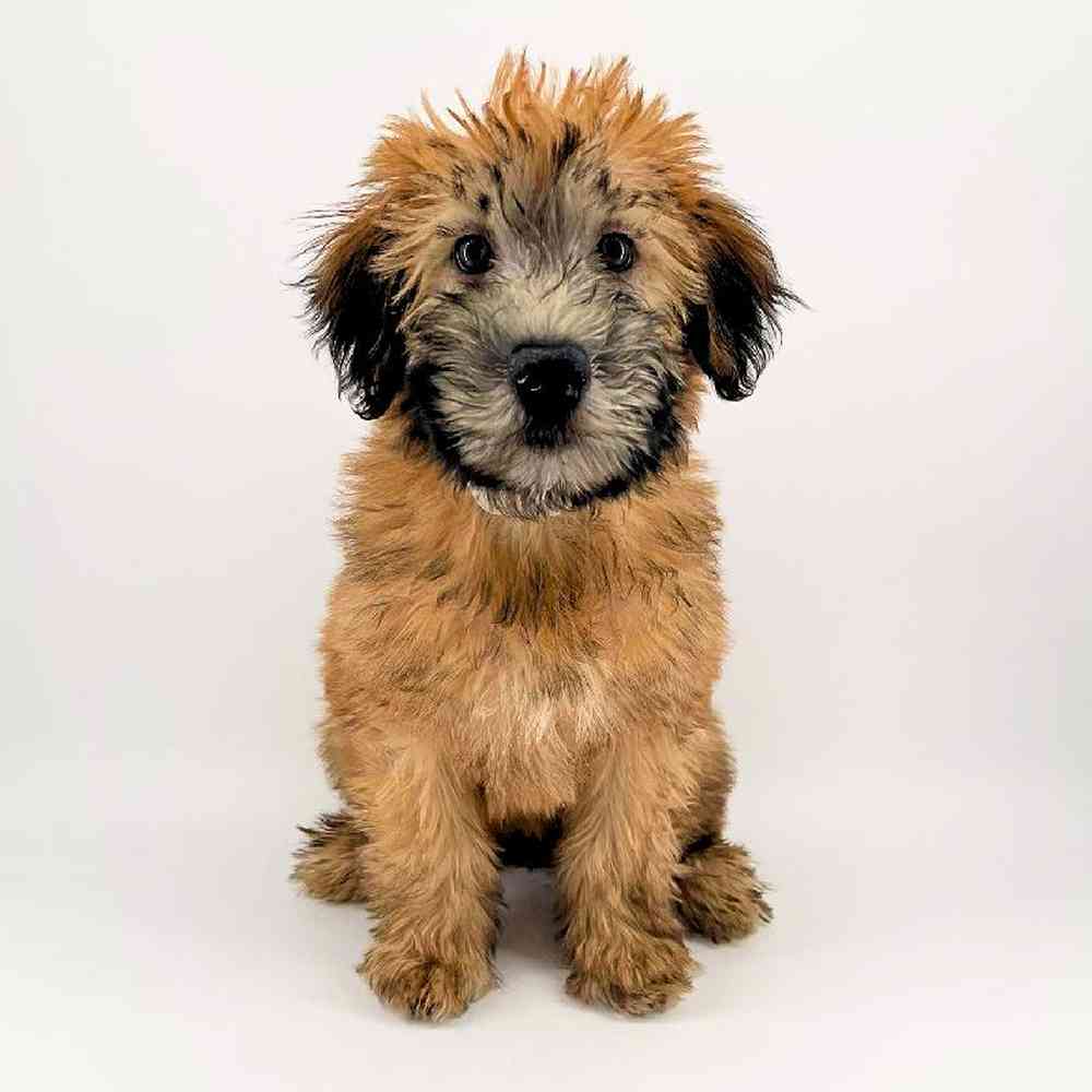 Image of a pet breed in the gallery