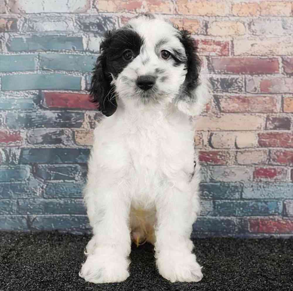 Image of a pet breed in the gallery
