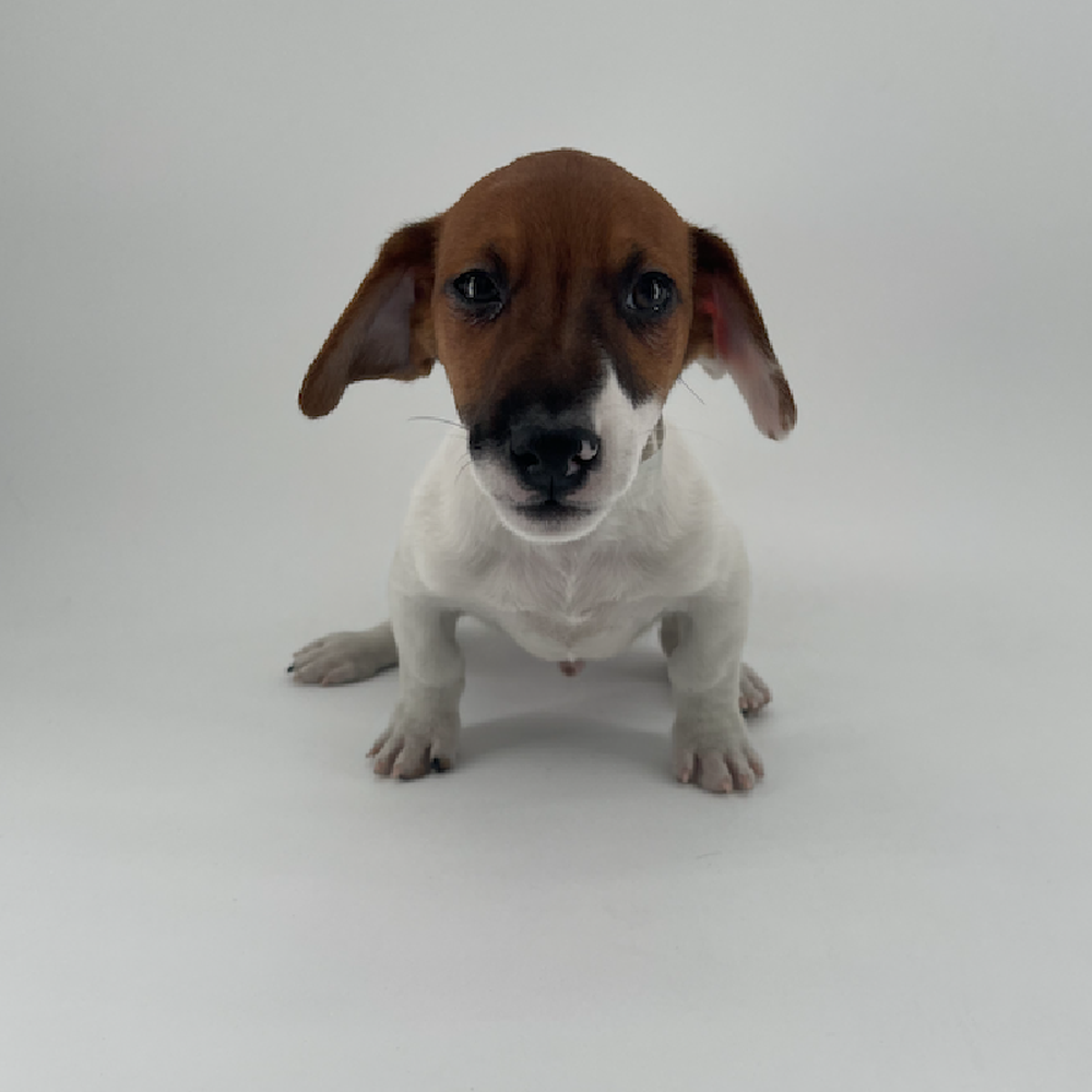 Image of a pet breed in the gallery
