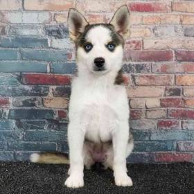 Alaskan Klee Kai