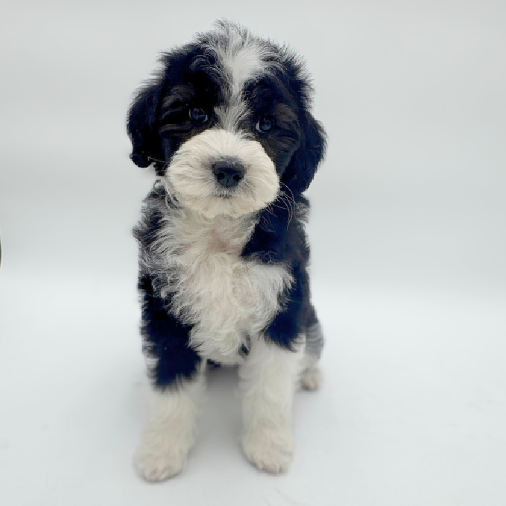pet breed image