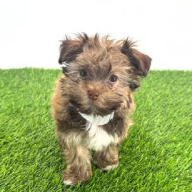 Havanese
