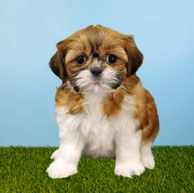 Shih Tzu