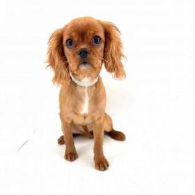 Cavalier King Charles Spaniel