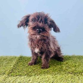 Yorkie-Poo