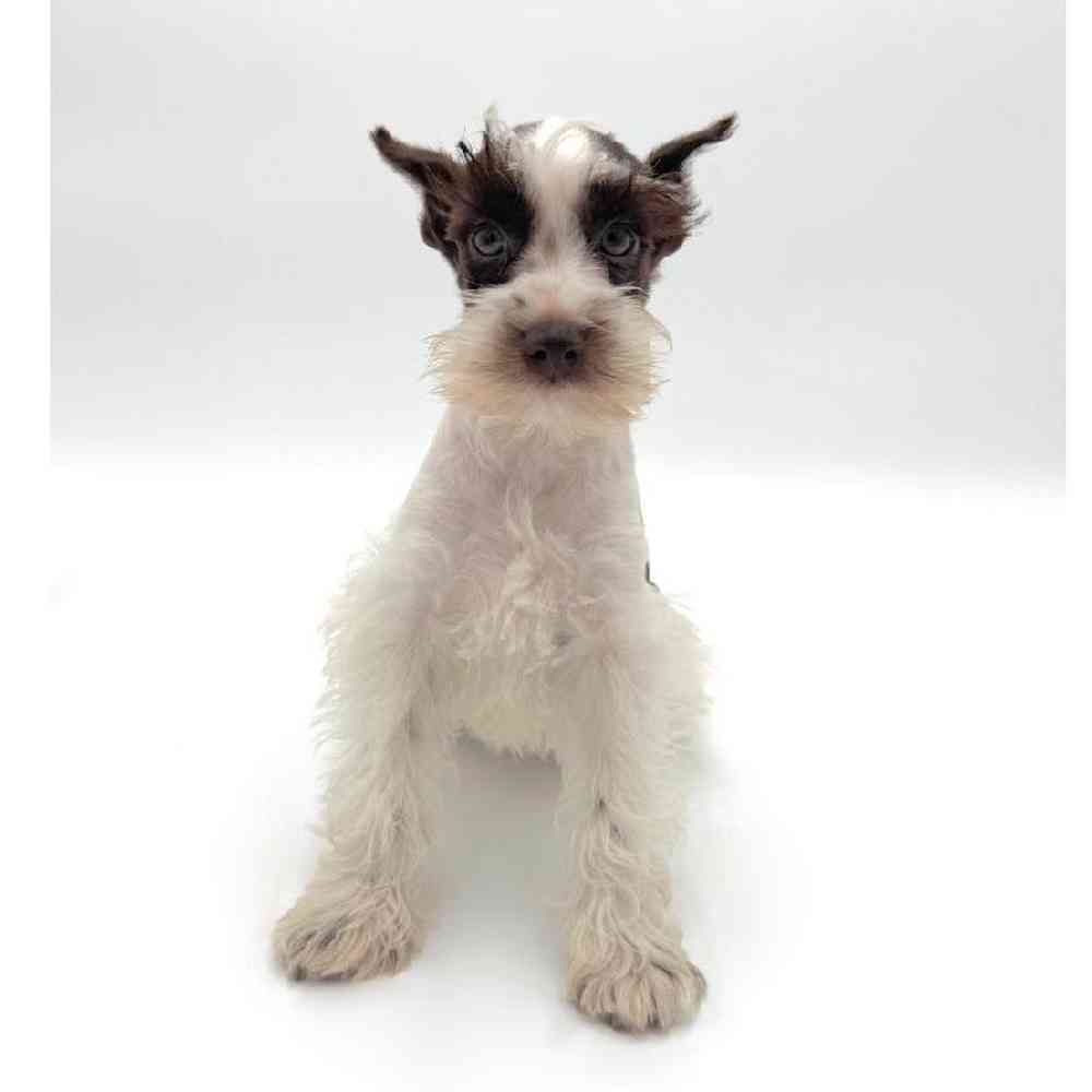 pet breed image