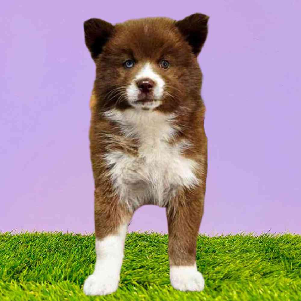 Female Pomsky Puppy for Sale in Puyallup, WA