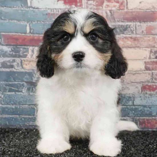 Cavachon