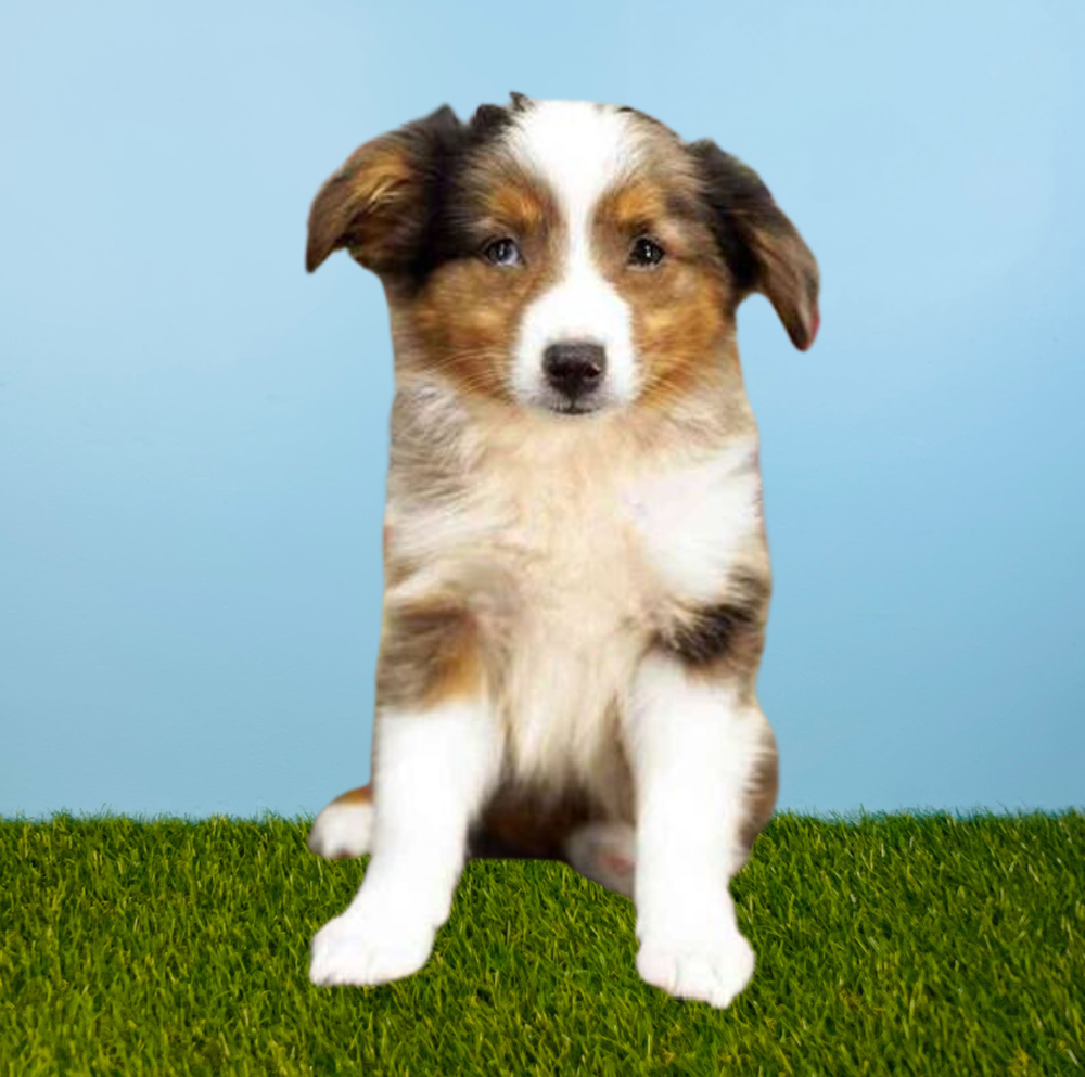 Male Mini Australian Shepherd Puppy for Sale in Tolleson, AZ