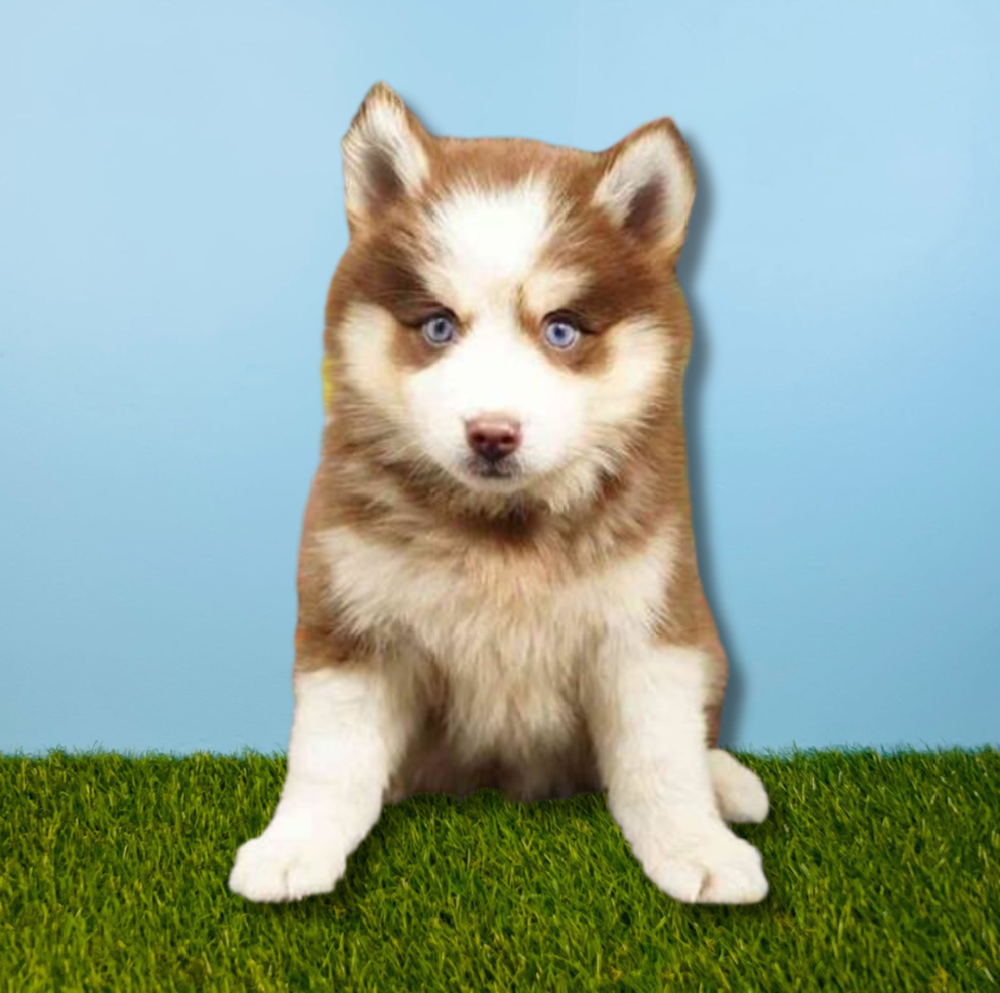 carousel pet images
