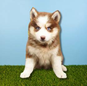 Pomsky