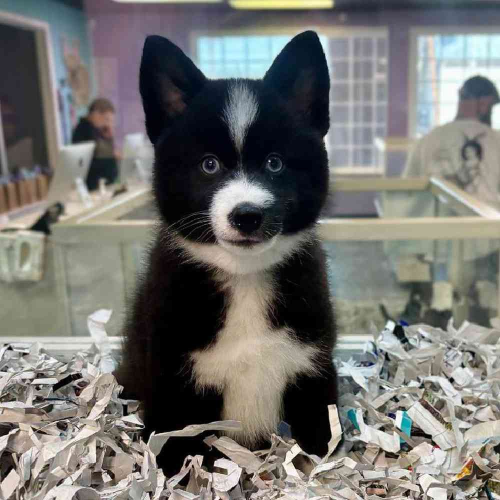 pet breed image