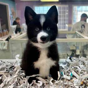 Pomsky