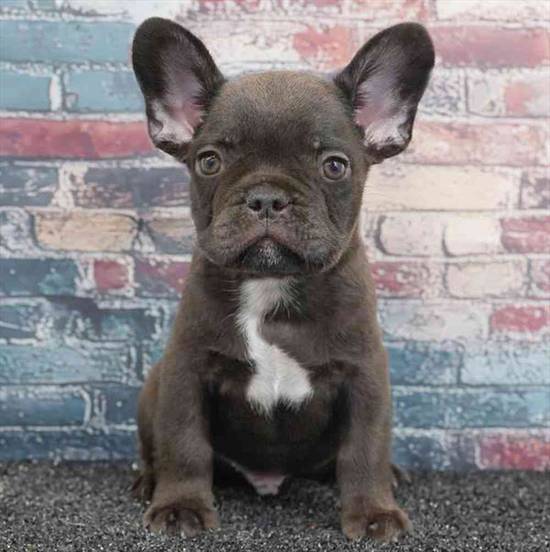 French Bulldog