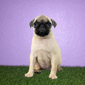 Pug