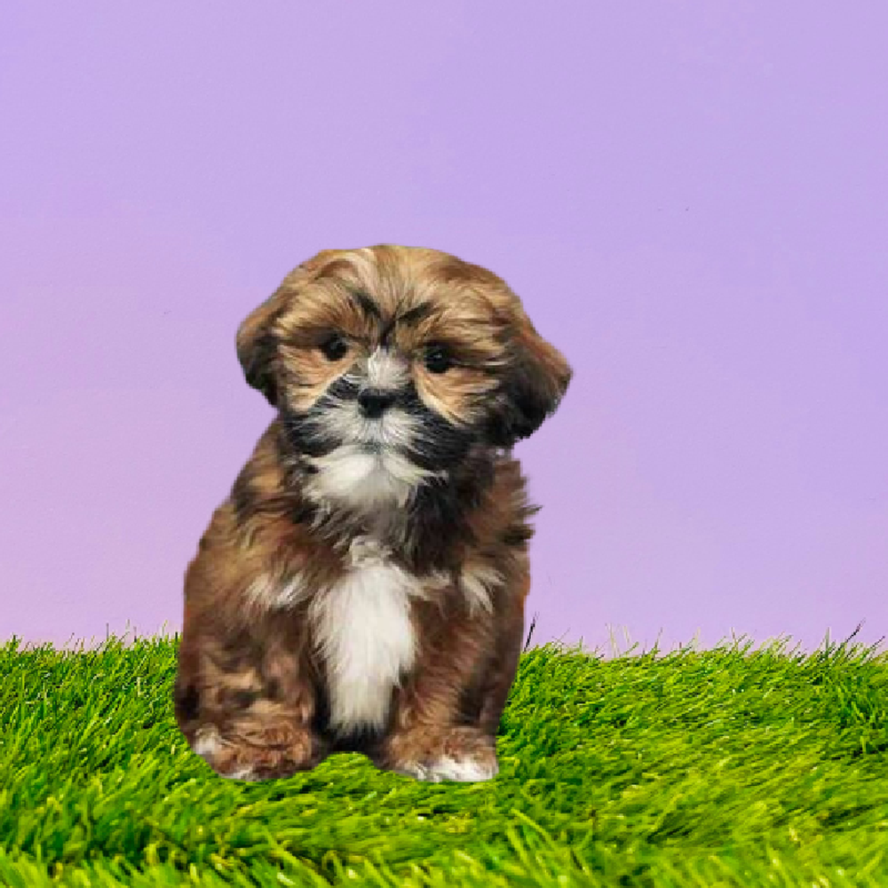 carousel pet images