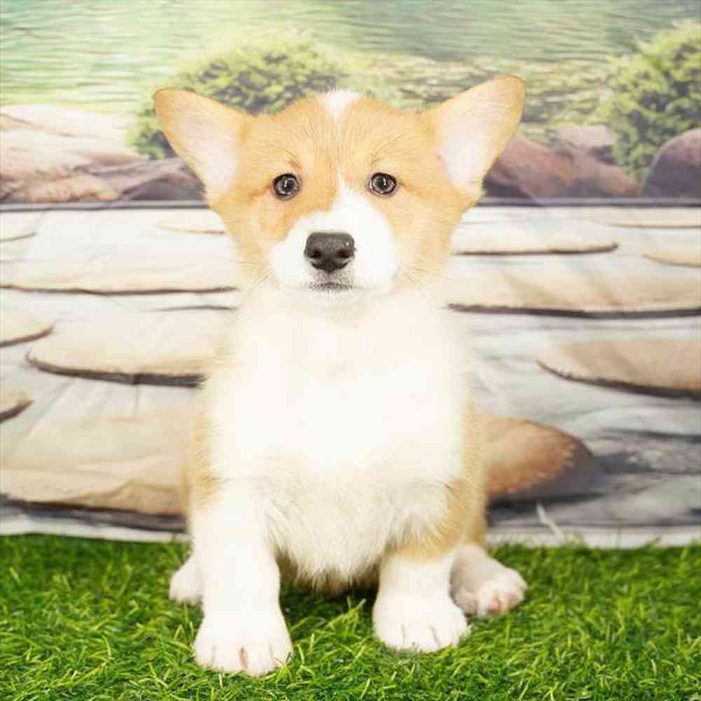 pet breed image