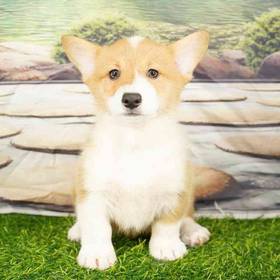 Pembroke Welsh Corgi