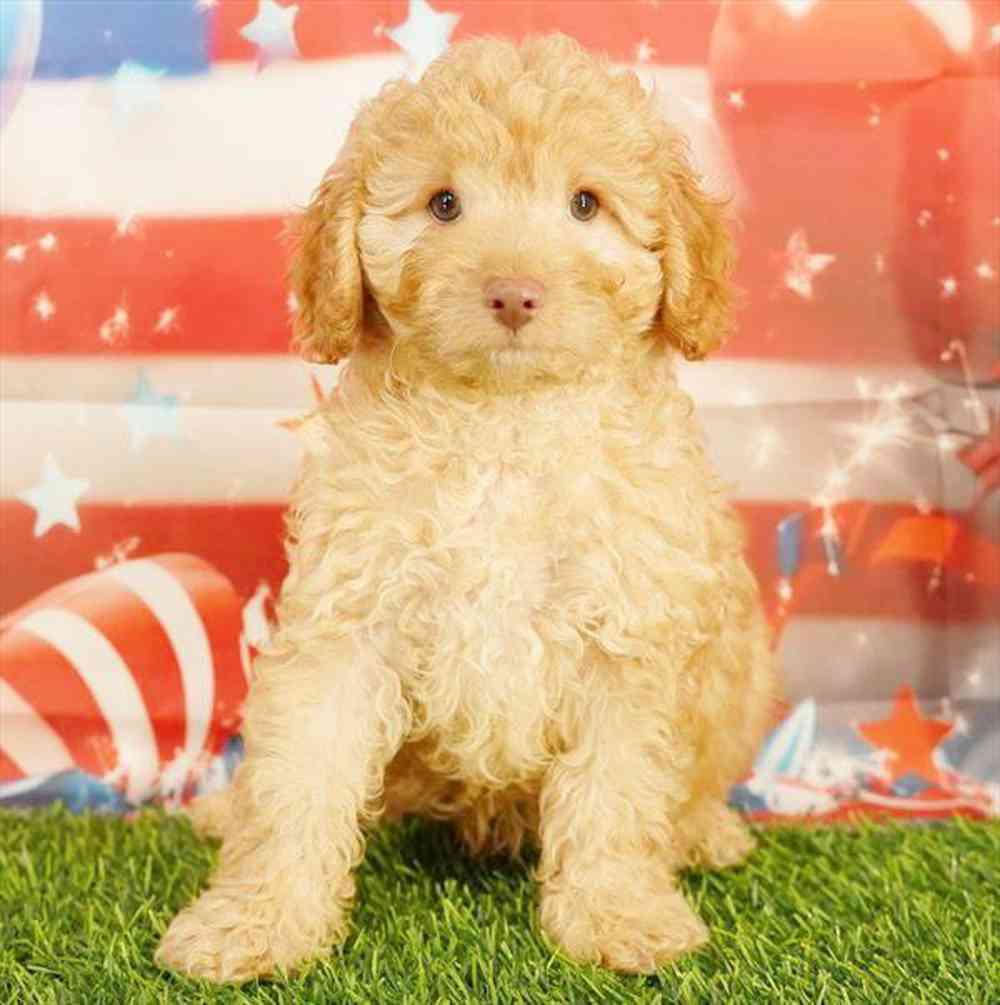 carousel pet images