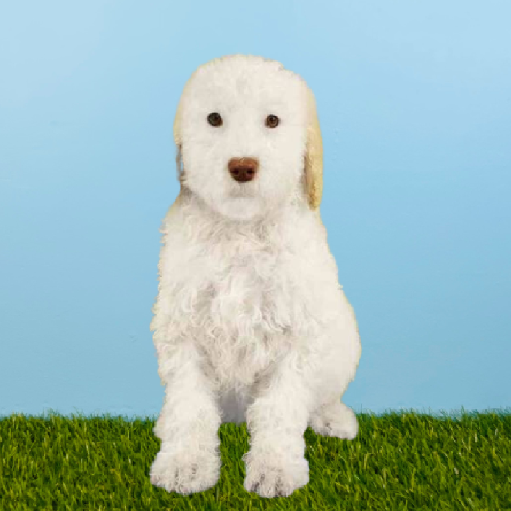 carousel pet images
