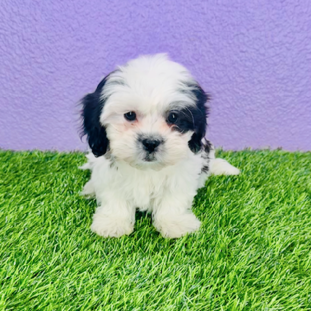 Image of a pet breed in the gallery