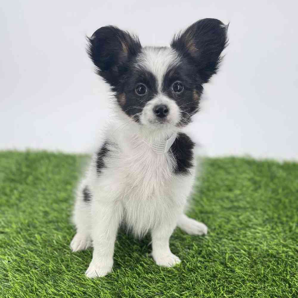 carousel pet images