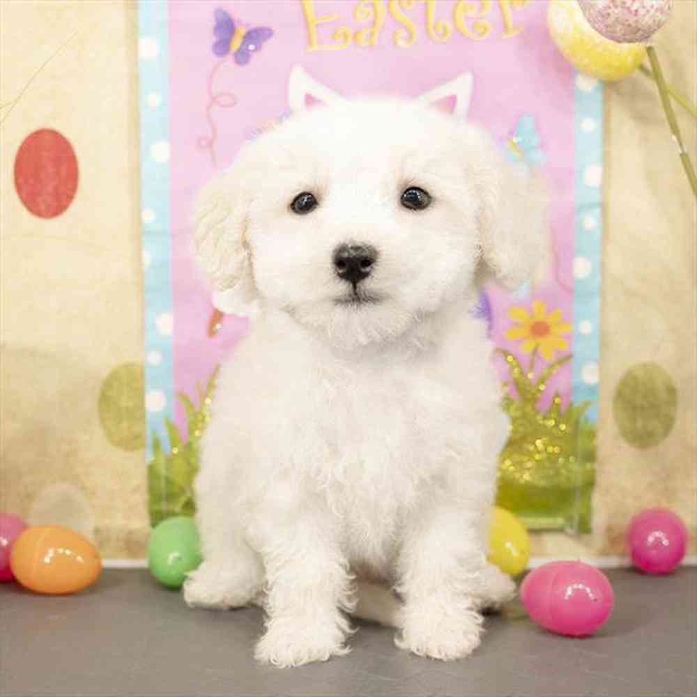 pet breed image