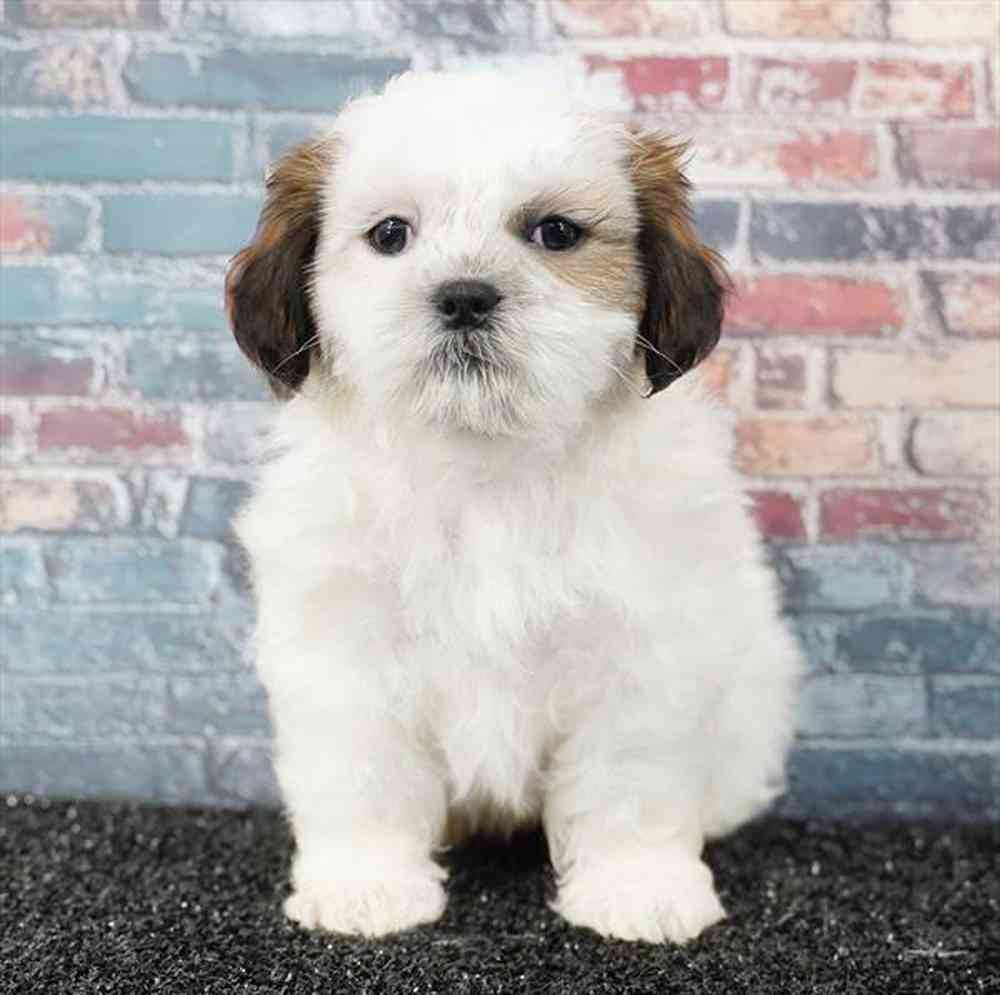 Image of a pet breed in the gallery