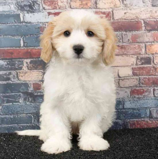 Cavachon