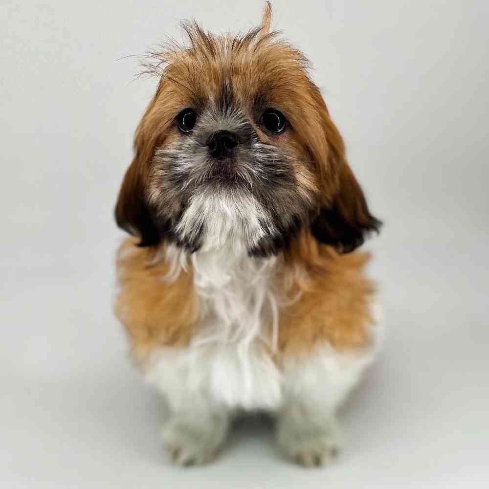 carousel pet images